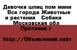 Девочка шпиц пом мини - Все города Животные и растения » Собаки   . Московская обл.,Протвино г.